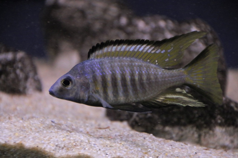 Aulonocara aquilonium 'Mdoka Reef'